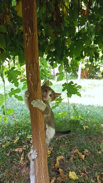 Котята отдам в хорошие руки