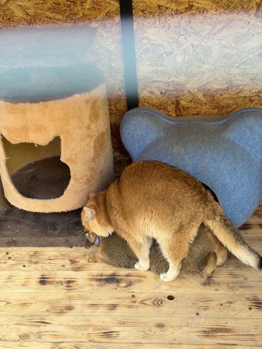 Zolotoy shinshila vyaska