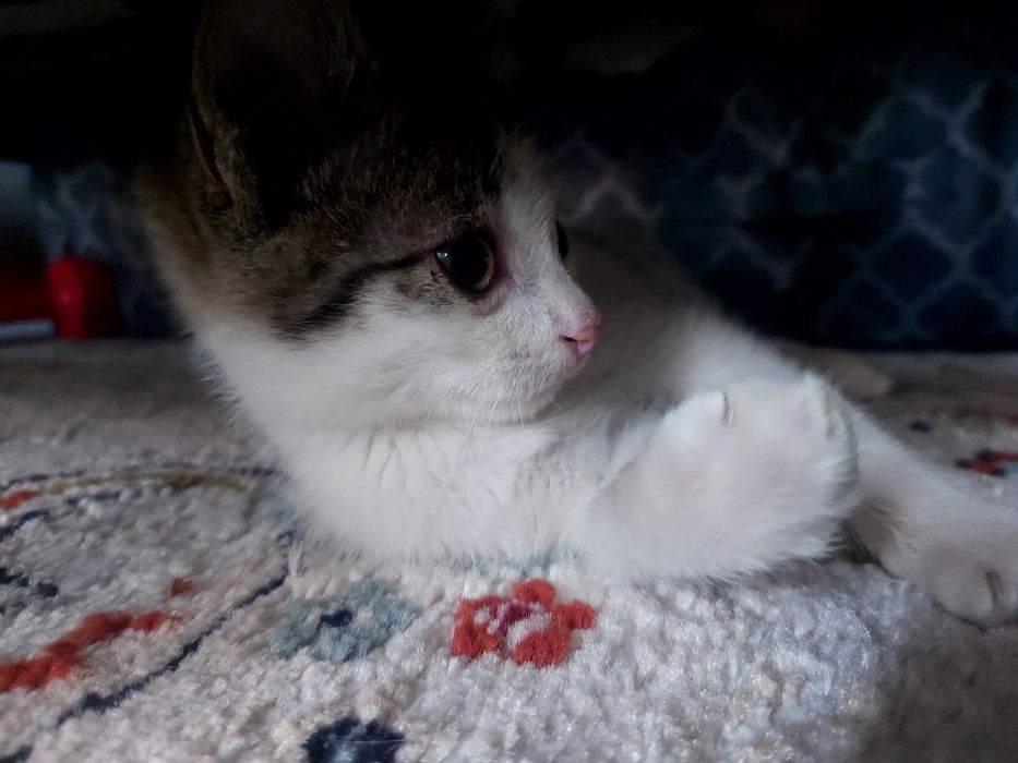 Котенок- источник ласки и любви