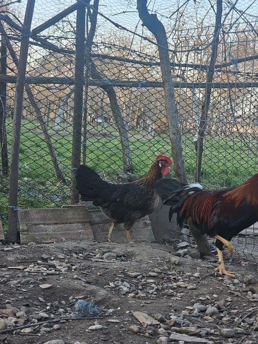 Oua pt incubat din gaini de rasa