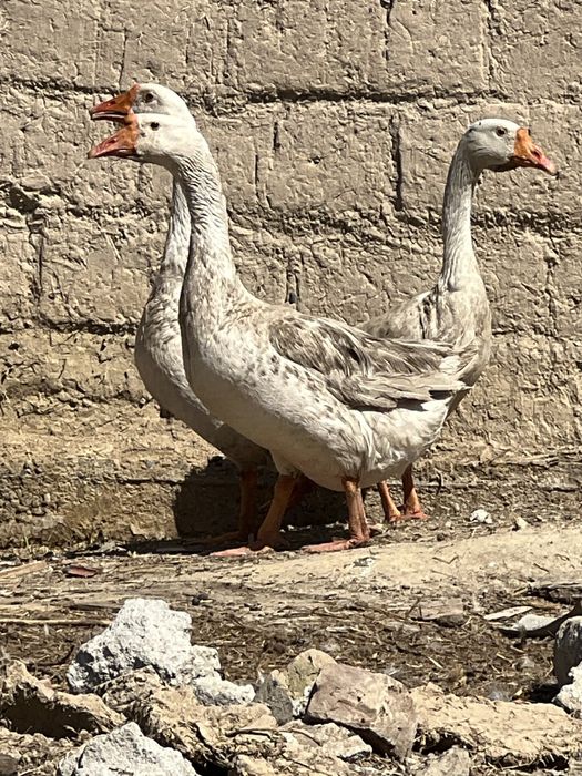 Гуси Линда қаз 2+1