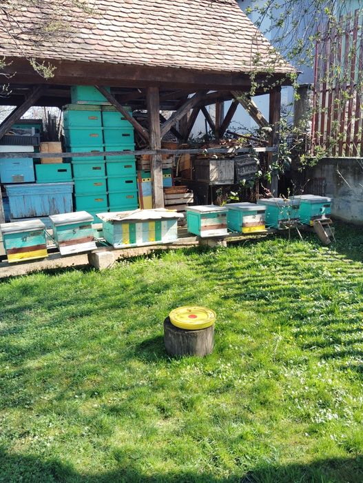 Vând stupi (albine)