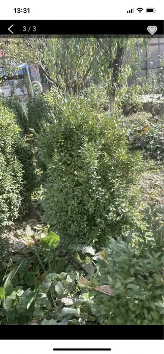 Самшиты, недорого