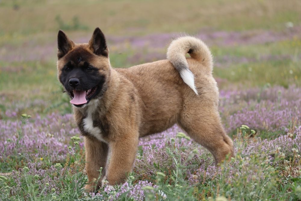 Femela akita american