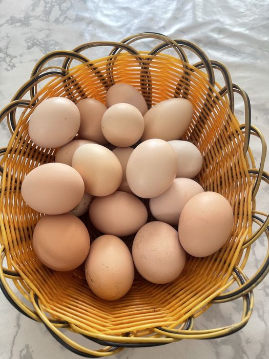 Oua pentru incubat