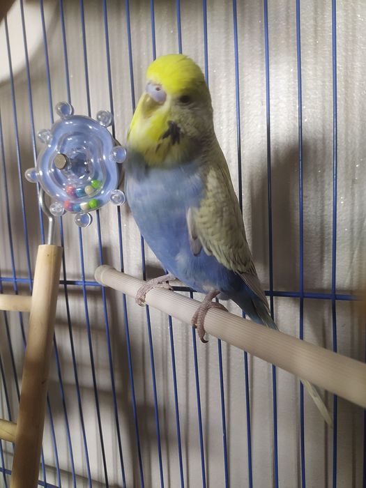 Говорящий попугай 150000