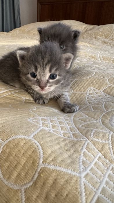 Отдадим бесплатно домашних котят