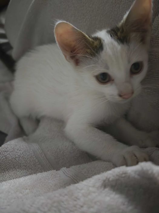 Adopție pisici 2 luni
