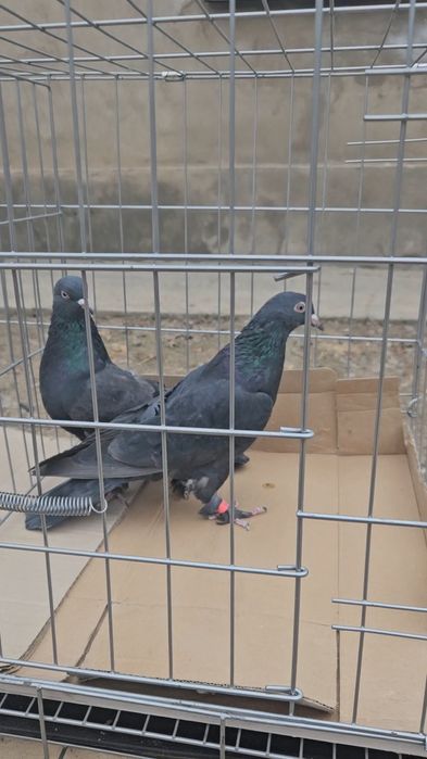 Голуби такла молодняк