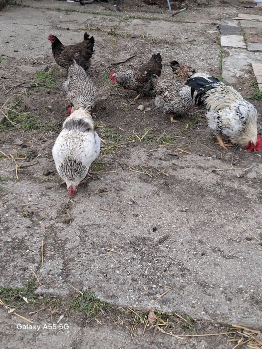 яйца от катунски кокошки