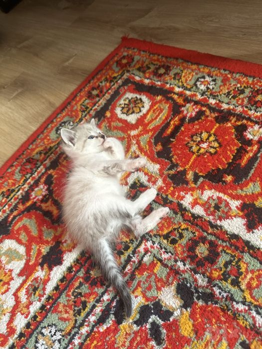 Отдам хорошим людям кота даром