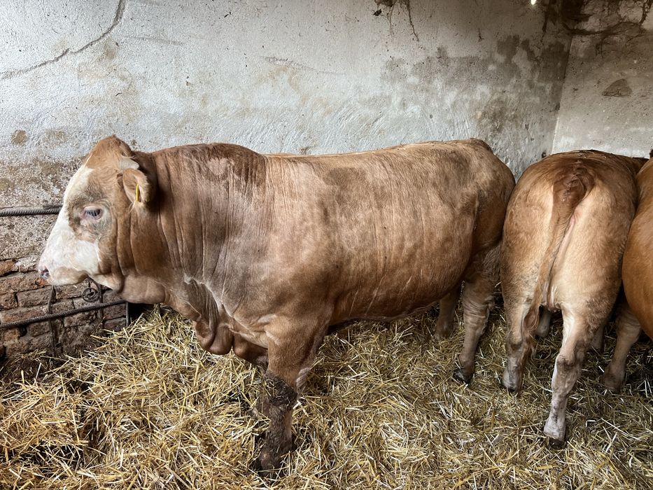 Vitei de carne 380-450kg