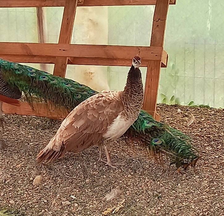 Femelă matură de paun Violet