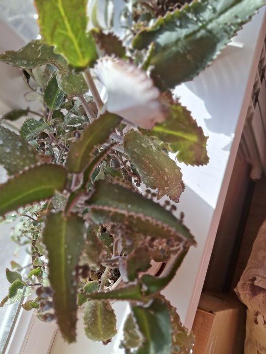 Цветок  лечебный