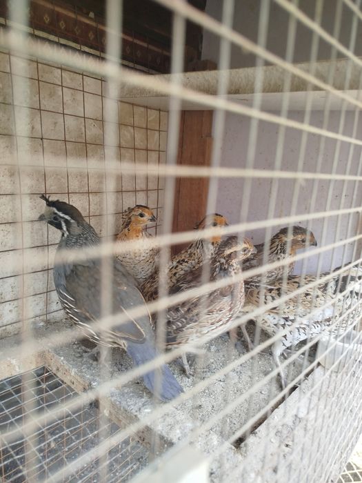 Виргинские перепела Парочка