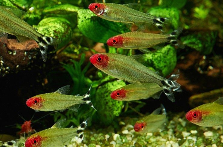 Родостомус — красноносая тетра