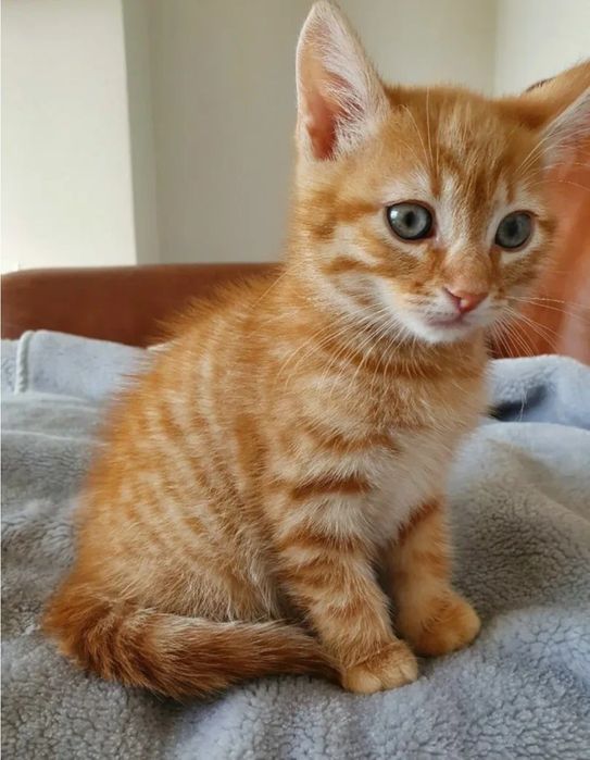 Отдам в добрые руки котят, все есть домик лоток. 2 месяца котёнку