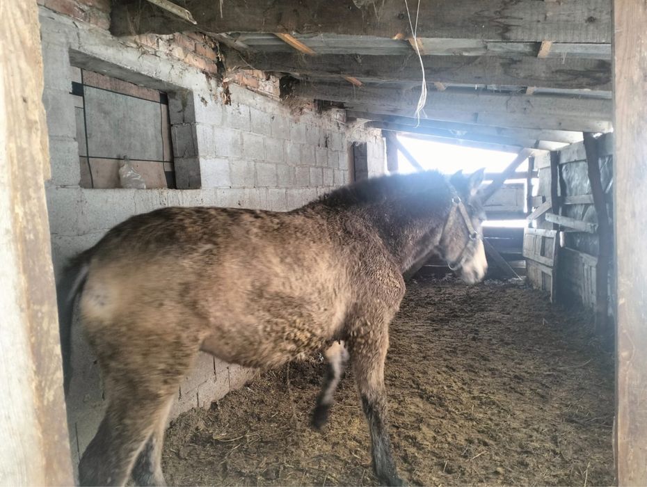 Продам Жирных Лошадей