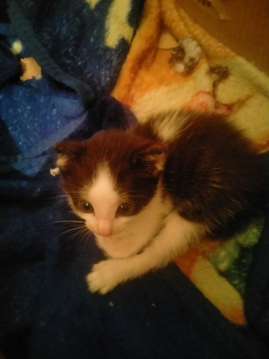 Отдам в хорошие руки кошку