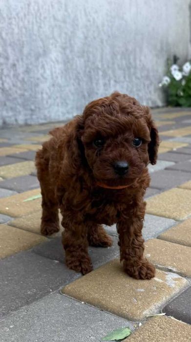 Disponibil pentru o familie iubitoare, un pui superb de Pudel red mini