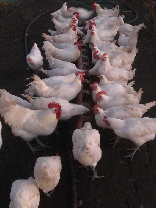 Ouă incubat La Bresse Plymonth Araucana Marans Wyandotte auriu