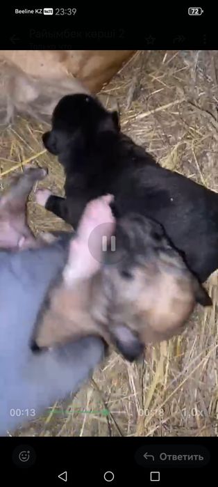 Щенок төбет, и тазы