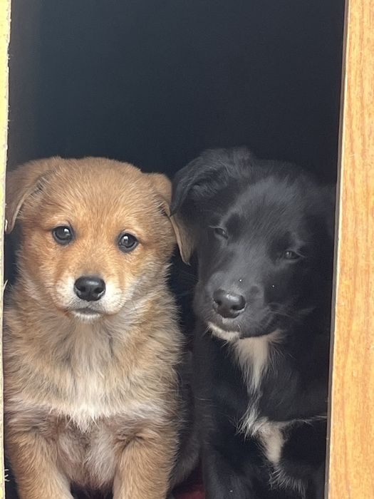 Щенки девочки милые.