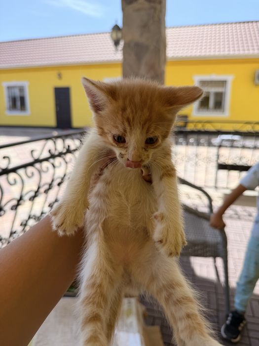 Отдам котят в добрые руки