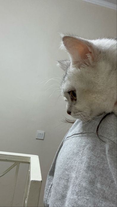 Прямоухлый шотланец