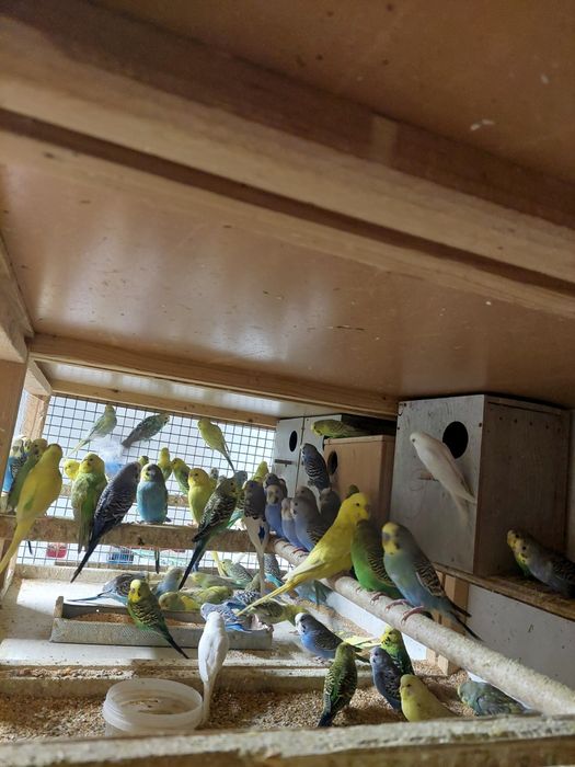 Prepelițe și  peruși