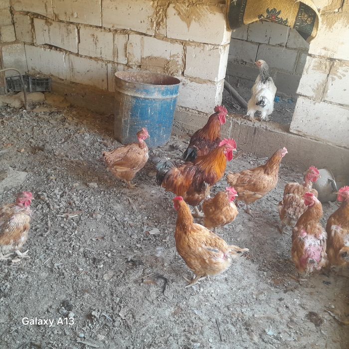 Тауық қораз сатылыды