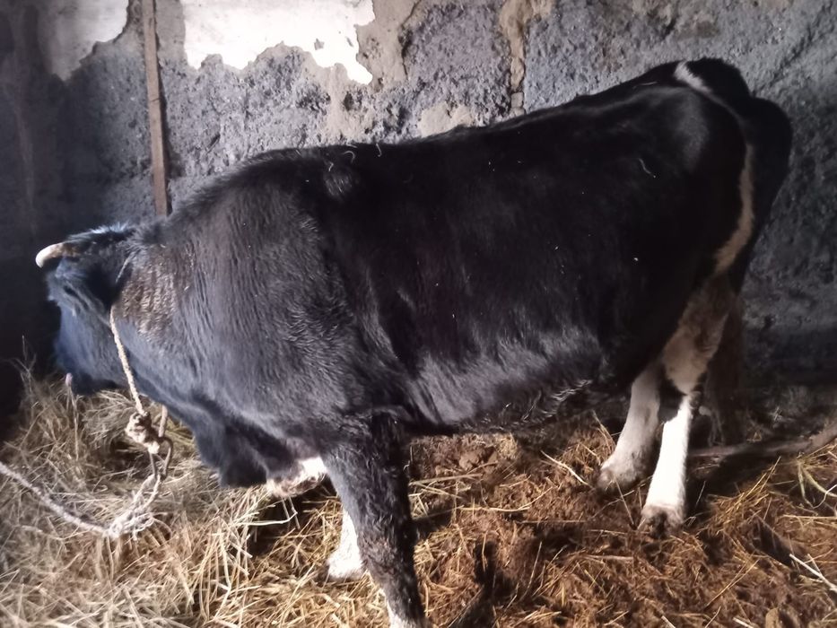 Домашние коровы, молочные