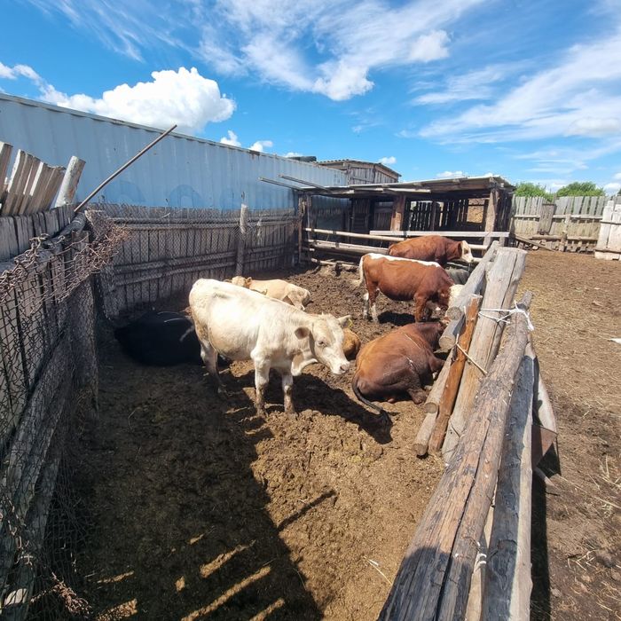 Продам скот (КРС, лошади)