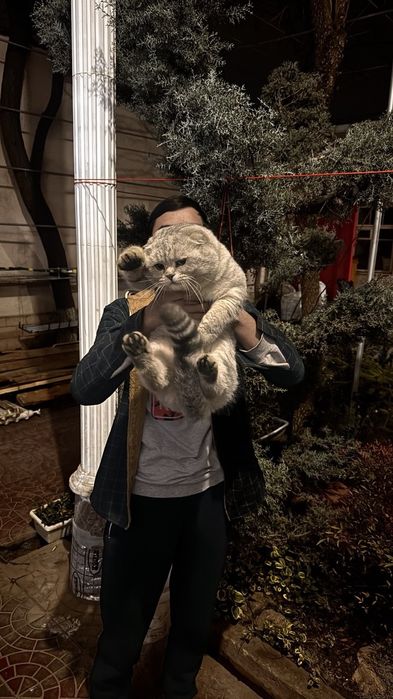 Серебристый шиншилла фолд приглашает на вязку