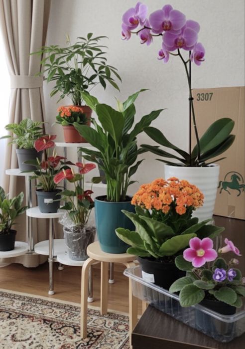 Продам комнатные растения, цветы