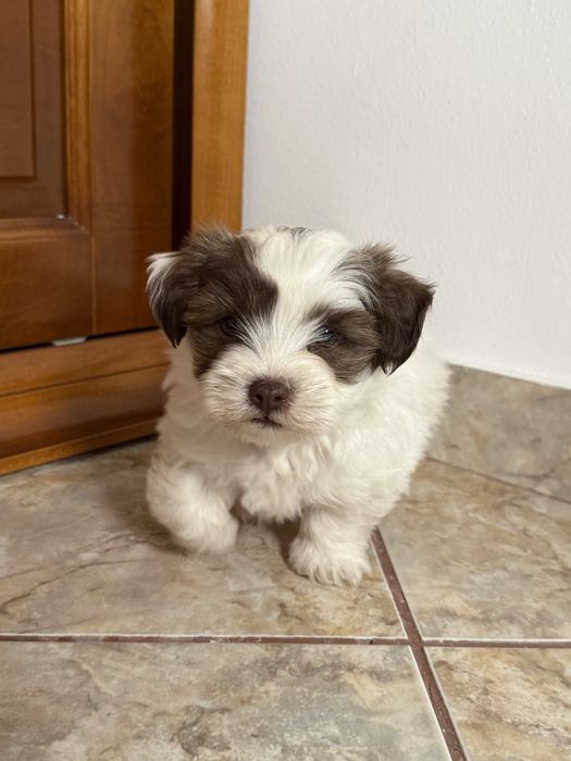 Pui Bichon Havanez 2 luni