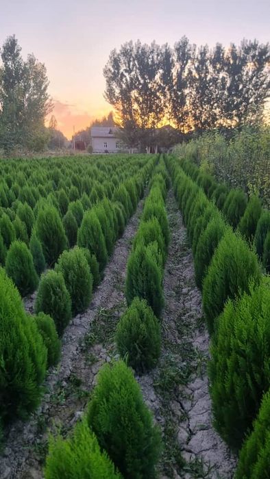 Розы, Туя продам