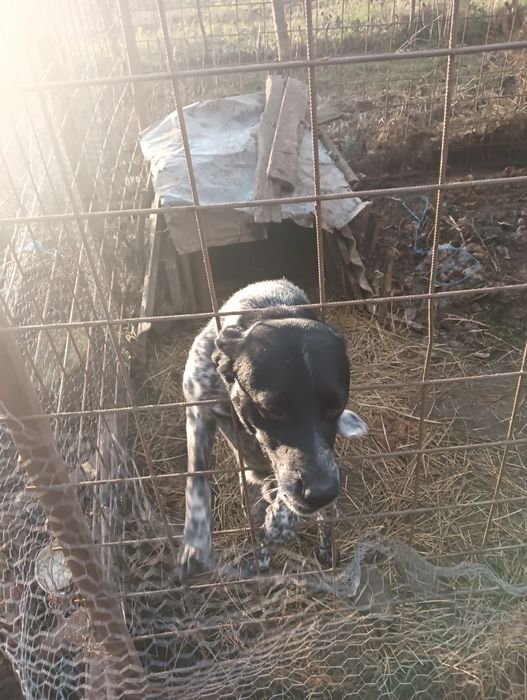 Cîne de vînătoare 2 ani