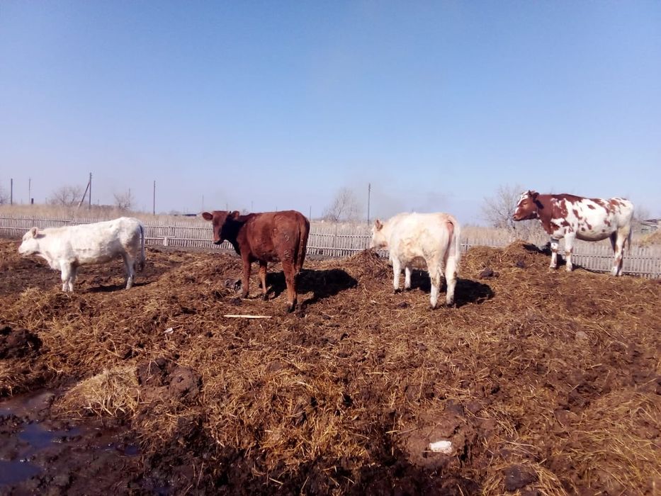 Продам тёлок КРС