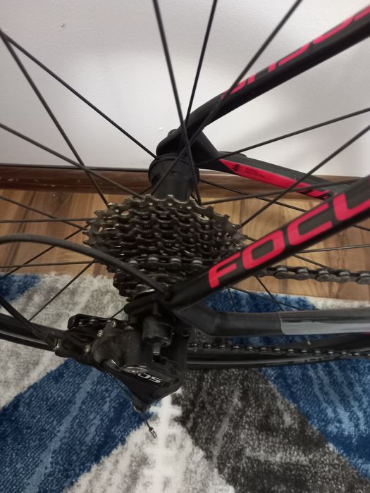 Semicursiera Focus Cayo