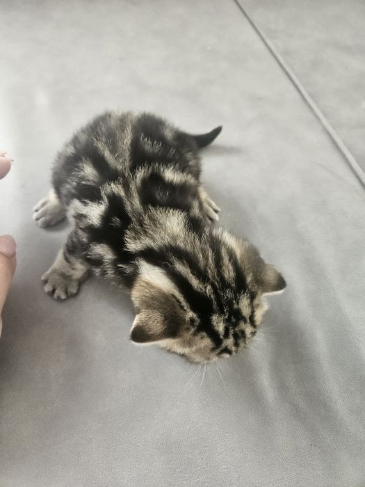 Продам красивых котят