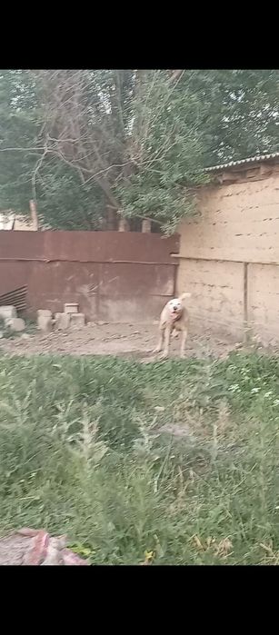 Помес күшік жасқа толмаған