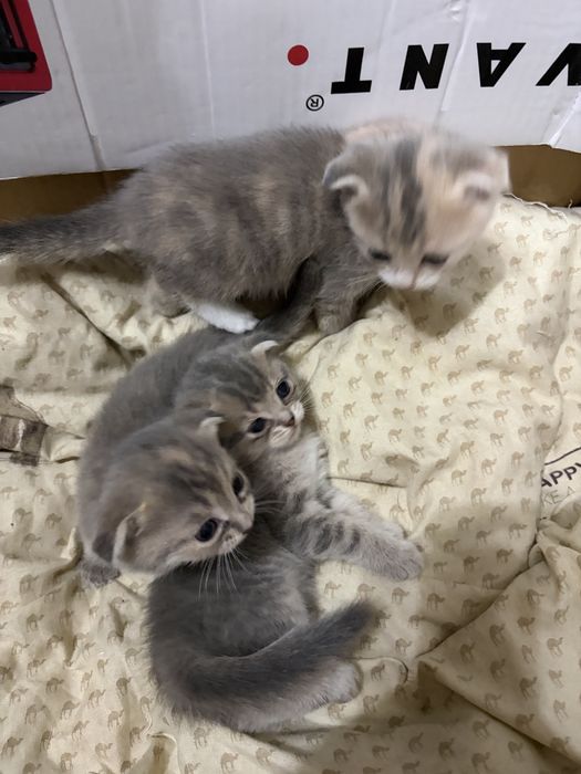 Шотландские вислоухие котята