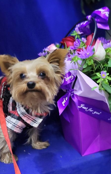 Вязка Йоркширского терьера. Внимание собака не продаётся!