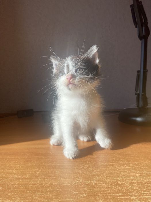 Отдам котенка(мальчика) в добрые руки