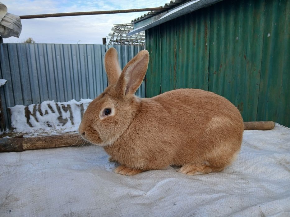 Продам кроликов.