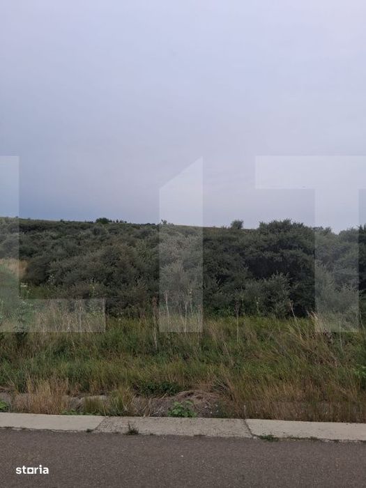 Teren extravilan, plantatie de catina 17.300 mp, comuna Unteni, Botosa