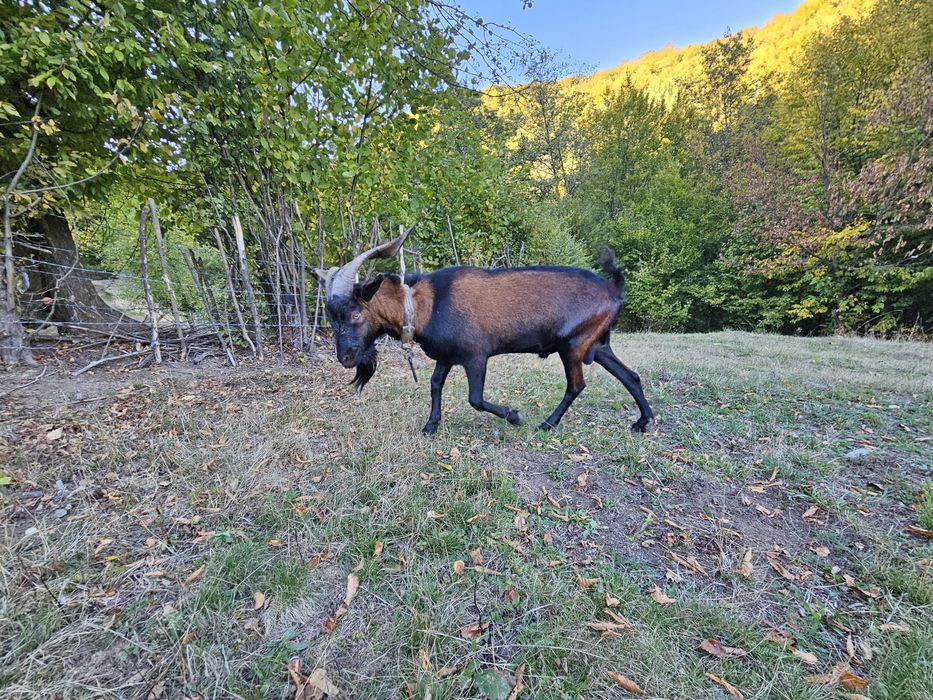Țap alpin cu anglonubian