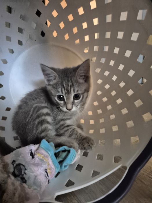 Продам котёнка девочку