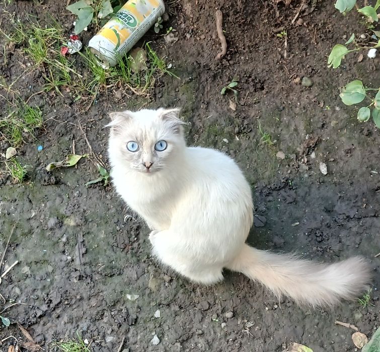 Кошечка в Добрые руки